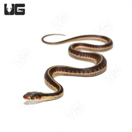 Baby Valley Garter Snake in natural pose on white background.