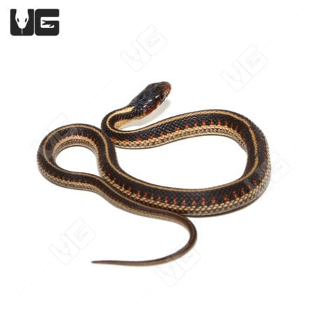 Baby Valley Garter Snake (Thamnophis sirtalis fitchi) for sale - Underground Reptiles