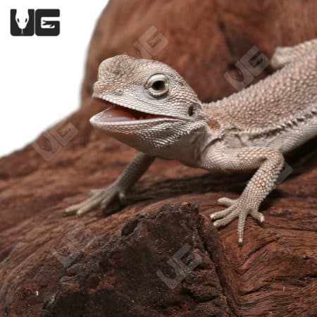 Baby Zero Bearded Dragon (Pogona vitticeps) for sale - Underground Reptiles