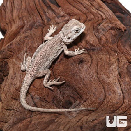 Baby Zero Bearded Dragon (Pogona vitticeps) for sale - Underground Reptiles
