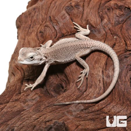 Baby Zero Bearded Dragon (Pogona vitticeps) for sale - Underground Reptiles