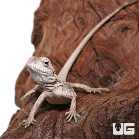 Baby Zero Bearded Dragon on wood branch, reptile pet care.