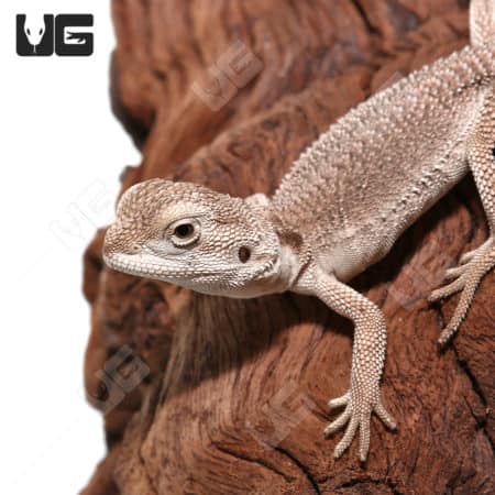 Baby Zero Bearded Dragon (Pogona vitticeps) for sale - Underground Reptiles