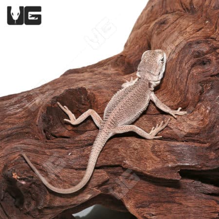 Baby Zero Bearded Dragon (Pogona vitticeps) for sale - Underground Reptiles