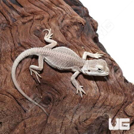 Baby Zero Bearded Dragon (Pogona vitticeps) for sale - Underground Reptiles