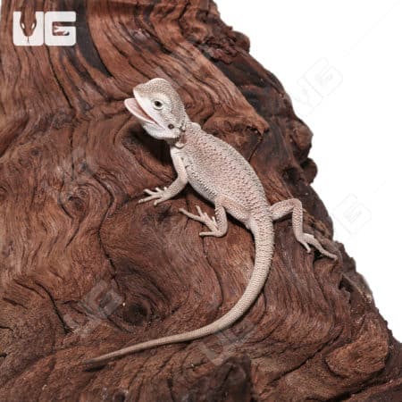 Baby Zero Bearded Dragon (Pogona vitticeps) for sale - Underground Reptiles