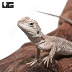 Baby Zero Bearded Dragon (Pogona vitticeps) for sale - Underground Reptiles