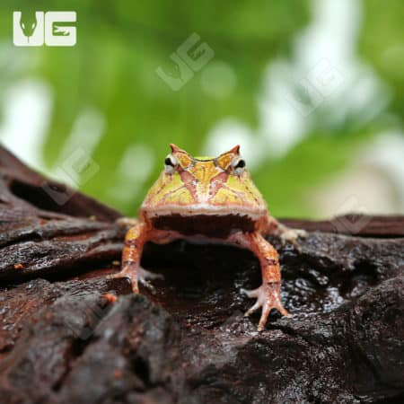 Bi-Color Suriname Horned Frog (Ceratophrys cornuta) For Sale - Underground Reptiles