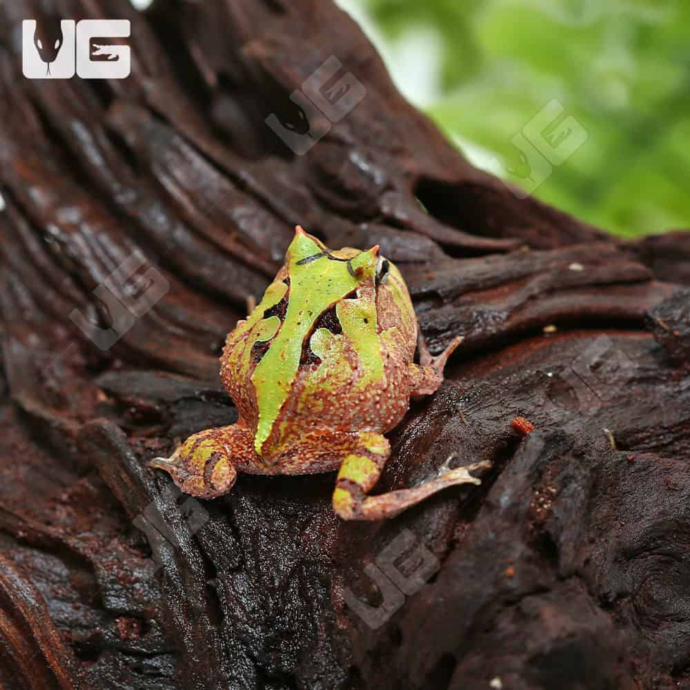 Bi-Color Suriname Horned Frog (Ceratophrys cornuta) For Sale - Underground Reptiles