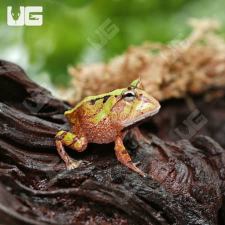 Bi-Color Suriname Horned Frog (Ceratophrys cornuta) For Sale - Underground Reptiles