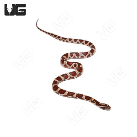 Baby Buckskin Okeetee Cornsnakes (Pantherophis guttatus) for sale - Underground Reptiles