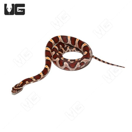 Baby Buckskin Okeetee Cornsnakes (Pantherophis guttatus) for sale - Underground Reptiles
