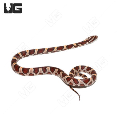 Baby Buckskin Okeetee Cornsnakes (Pantherophis guttatus) for sale - Underground Reptiles
