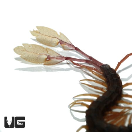 Cameroon Feathertail Centipedes (Alipes Multicostis) For Sale - Underground Reptiles