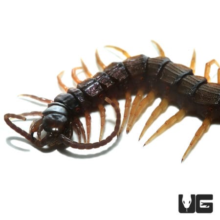 Centipede with distinctive feathertail from Cameroon, showcasing its segmented body and numerous leg.