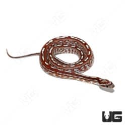 Baby Caramel Tessera Cornsnakes (Pantherophis guttatus) For Sale - Underground Reptiles