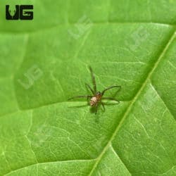 Thai Elegant Widow Spider (Latrodectus elegans) For Sale - Underground Reptiles