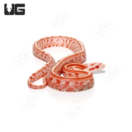 Baby Fire Tessera Cornsnakes (Pantherophis guttatus) For Sale - Underground Reptiles