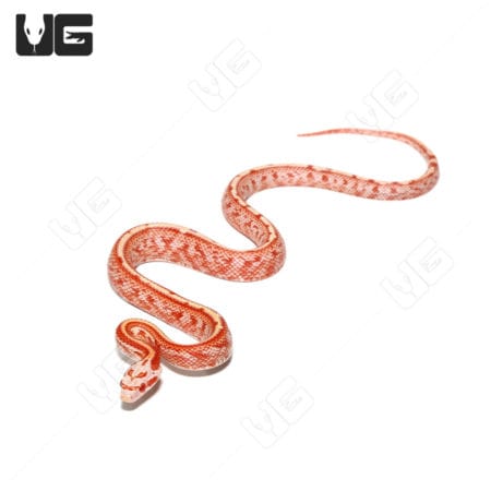 Baby Fire Tessera Cornsnakes (Pantherophis guttatus) For Sale - Underground Reptiles