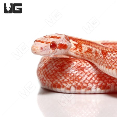 Baby Fire Tessera Cornsnake in vibrant orange and white coloration.