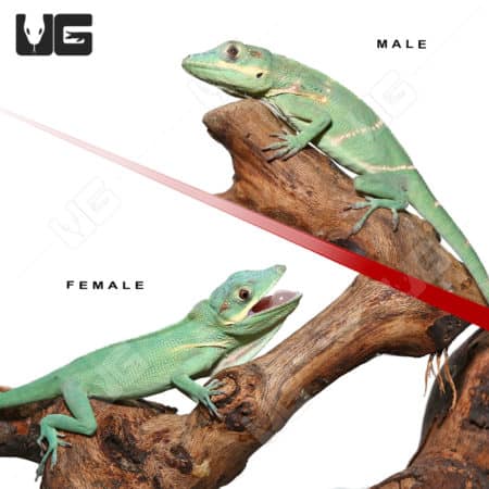 Giant Blue Beauty Anole Pair (Anolis equestris potior) For Sale - Underground Reptiles