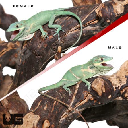 Giant Blue Beauty Anole Pair (Anolis equestris potior) For Sale - Underground Reptiles