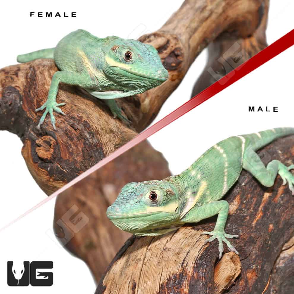 Anoles For Sale Underground Reptiles
