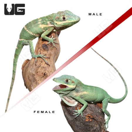Giant Blue Beauty Anole Pair (Anolis equestris potior) For Sale - Underground Reptiles