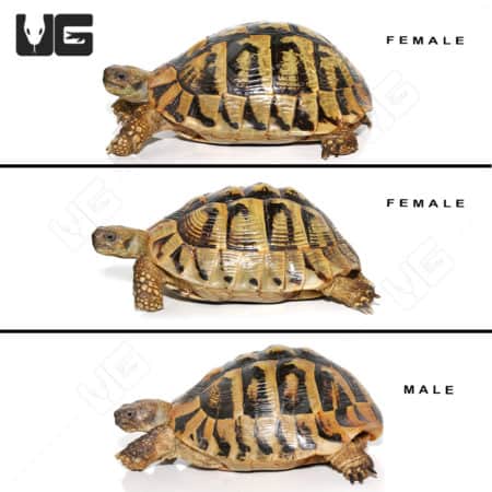 Three Hermann's tortoises showcasing different angles and sizes.