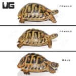 Hermann's Tortoise Trio #2 (Testudo hermanni) For Sale - Underground Reptiles