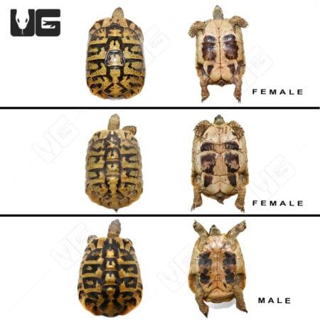 Hermann's Tortoise Trio #2 (Testudo hermanni) For Sale - Underground Reptiles