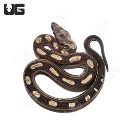 Motley Het Snow (Kahl/Anery Type 1) (Boa imperator) Boa For Sale - Underground Reptiles