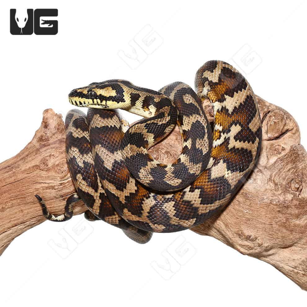Baby Granite IJ Carpet Pythons For Sale Underground Reptiles
