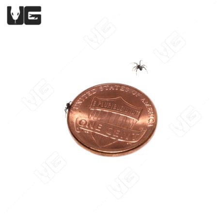 Mediterranean Black Widow (Latrodectus tredecimguttatus) For Sale - Underground Reptiles