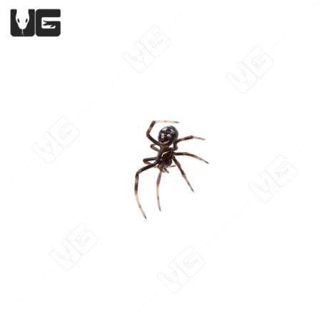 Mediterranean Black Widow (Latrodectus tredecimguttatus) For Sale - Underground Reptiles