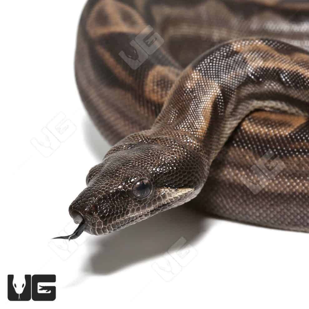 Captive Bred Animals - Underground Reptiles