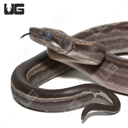 Motley Het Snow (Kahl/Anery Type 1) (Boa imperator) Boa for sale