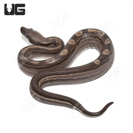 Motley Het Snow (Kahl/Anery Type 1) (Boa imperator) Boa for sale