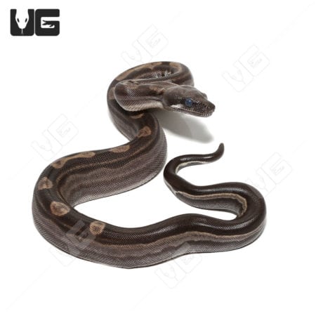 Motley Het Snow (Kahl/Anery Type 1) (Boa imperator) Boa for sale