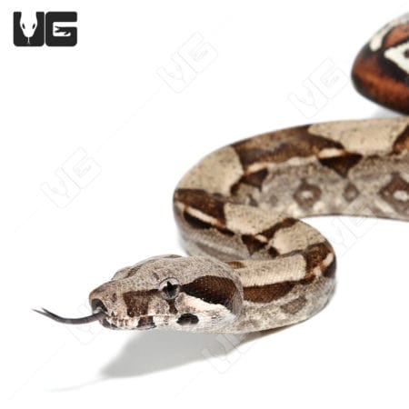 Normal Double Het Snow Boa (Boa imperator) Boa For Sale - Underground Reptiles