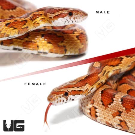 Normal Het Snow Cornsnake Pair (Pantherophis guttatus) For Sale - Underground Reptiles