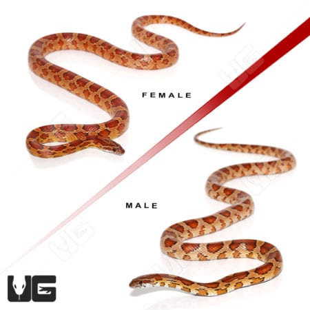 Normal Het Snow Cornsnake Pair (Pantherophis guttatus) For Sale - Underground Reptiles
