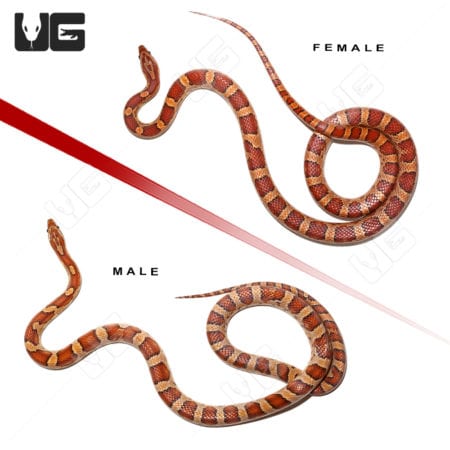 Normal Het Snow Cornsnake Pair (Pantherophis guttatus) For Sale - Underground Reptiles