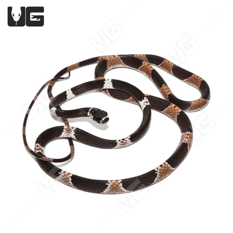 Dipsas Catesbyi Ornate Snail Eater Snake For Sale - Underground Reptiles