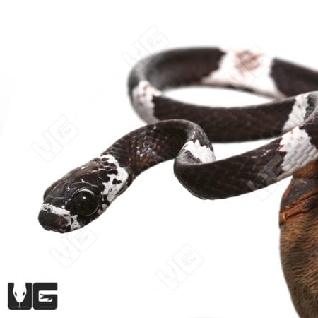 Close-up of a Northern Snail Eating Snake with black and white markings.
