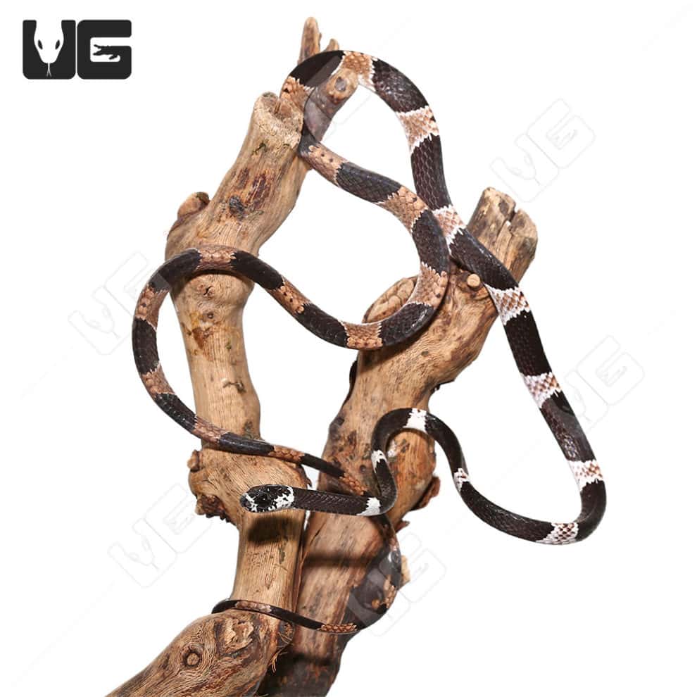 Dipsas Catesbyi Ornate Snail Eater Snake For Sale Underground Reptiles