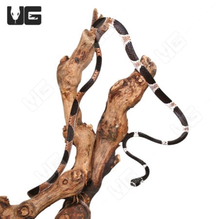 Northern Snail Eating Snake coiled on a branch, showcasing its distinctive black and white pattern.