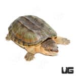 Pacific Coast Giant Musk Turtles (Staurotypus salvinii) For Sale - Underground Reptiles