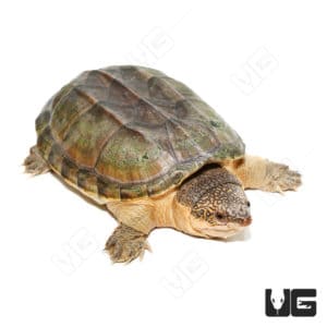 Baby Giant Mexican Musk Turtles For Sale - Underground Reptiles