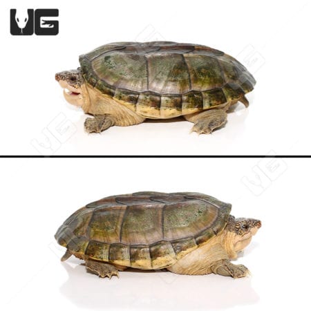 Pacific Coast Giant Musk Turtles (Staurotypus salvinii) For Sale - Underground Reptiles